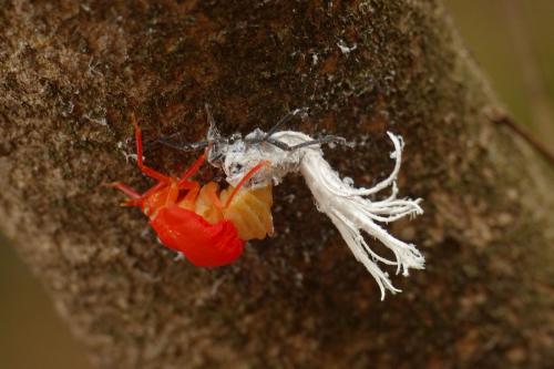 Phromnia sp.